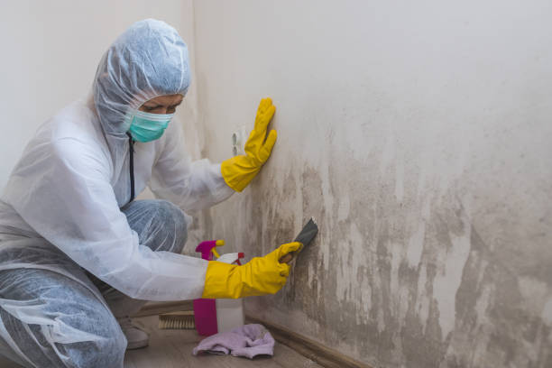 Attic Mold Removal in Mohave Valley, AZ