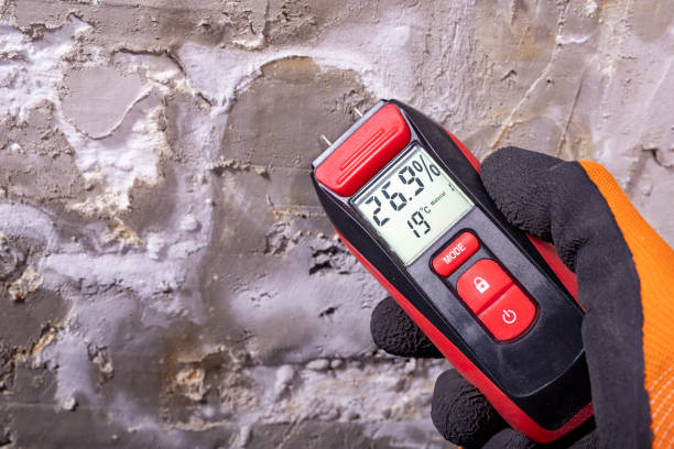 Best Commercial Mold Removal  in Mohave Valley, AZ