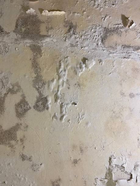 Best Residential Mold Removal  in Mohave Valley, AZ