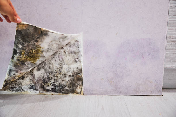 Best Mold Cleaning Services  in Mohave Valley, AZ